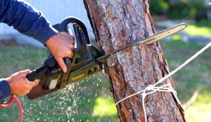 emergency tree removal Atlanta