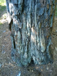pine beatle damage